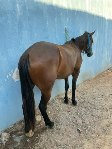 Cavalo de esteira - Cavalos e acessórios - Boca da Mata 1256655255