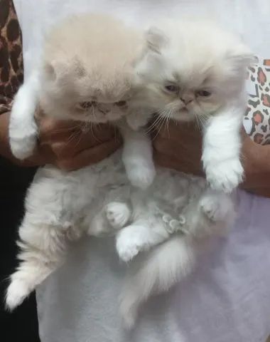 Filhotes de Gato Persa  - Foto 3