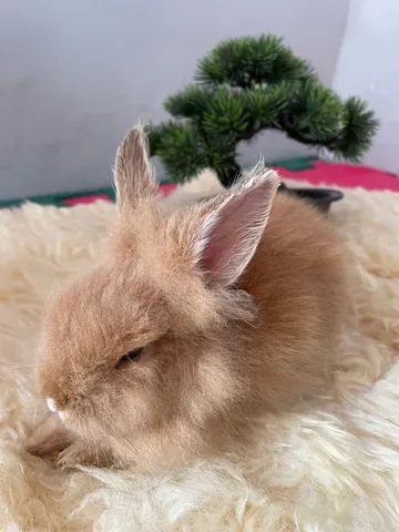 Coelhos mini ou Anão - Foto 3