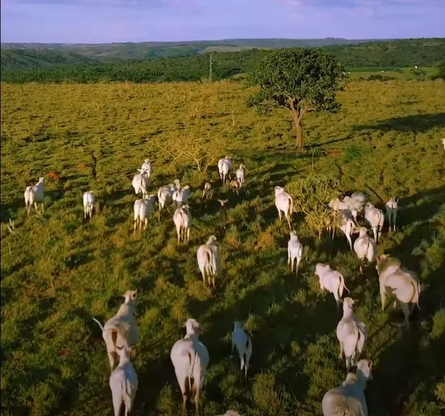112 alqueires em Alexânia-GO