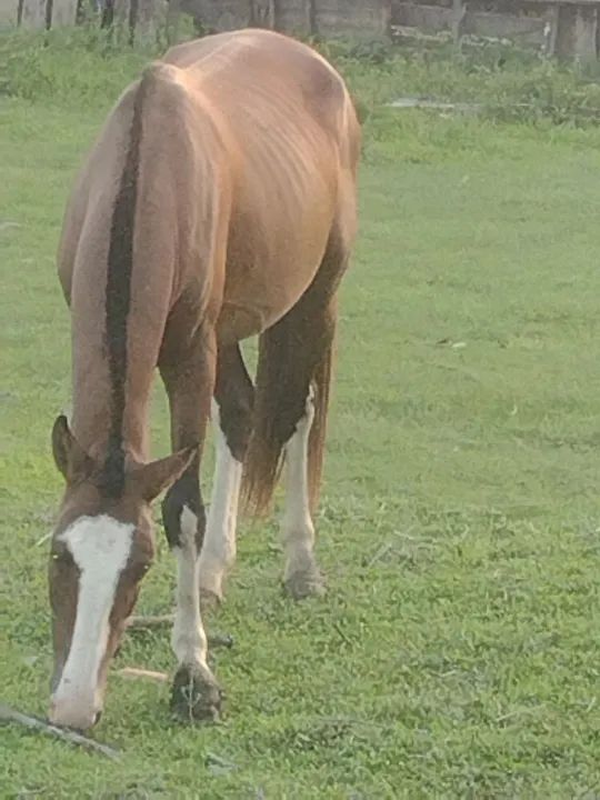 Cavalo  Marchador - Foto 2