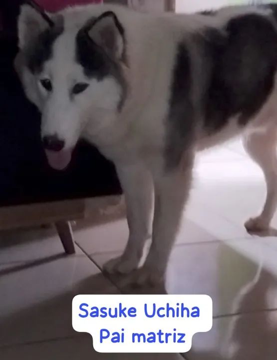Husky Siberianos (Leia o anúncio) poucos filhotes disponíveis - Foto 6