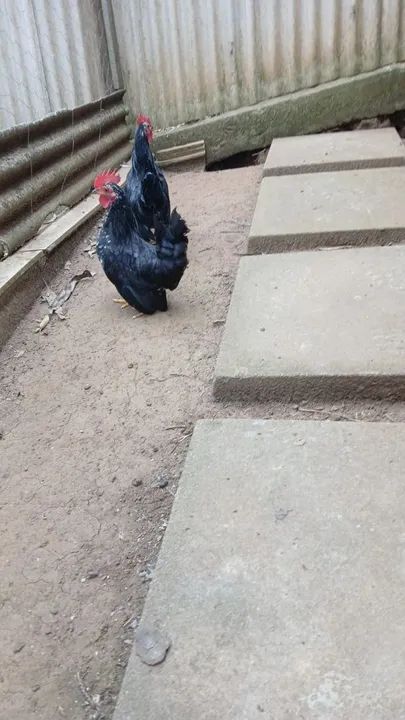 Casal de Galinzé  - Foto 3