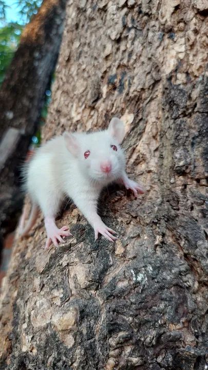 Twister Standard  - Foto 6