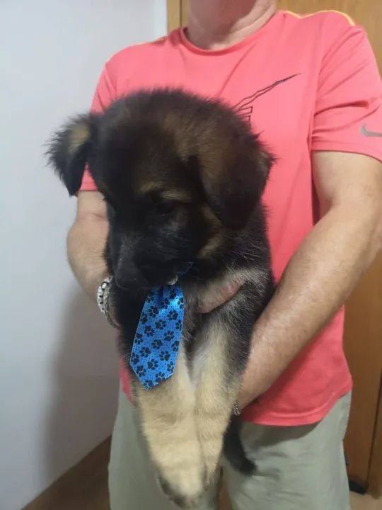 Filhote de Pastor Alemão - Foto 6