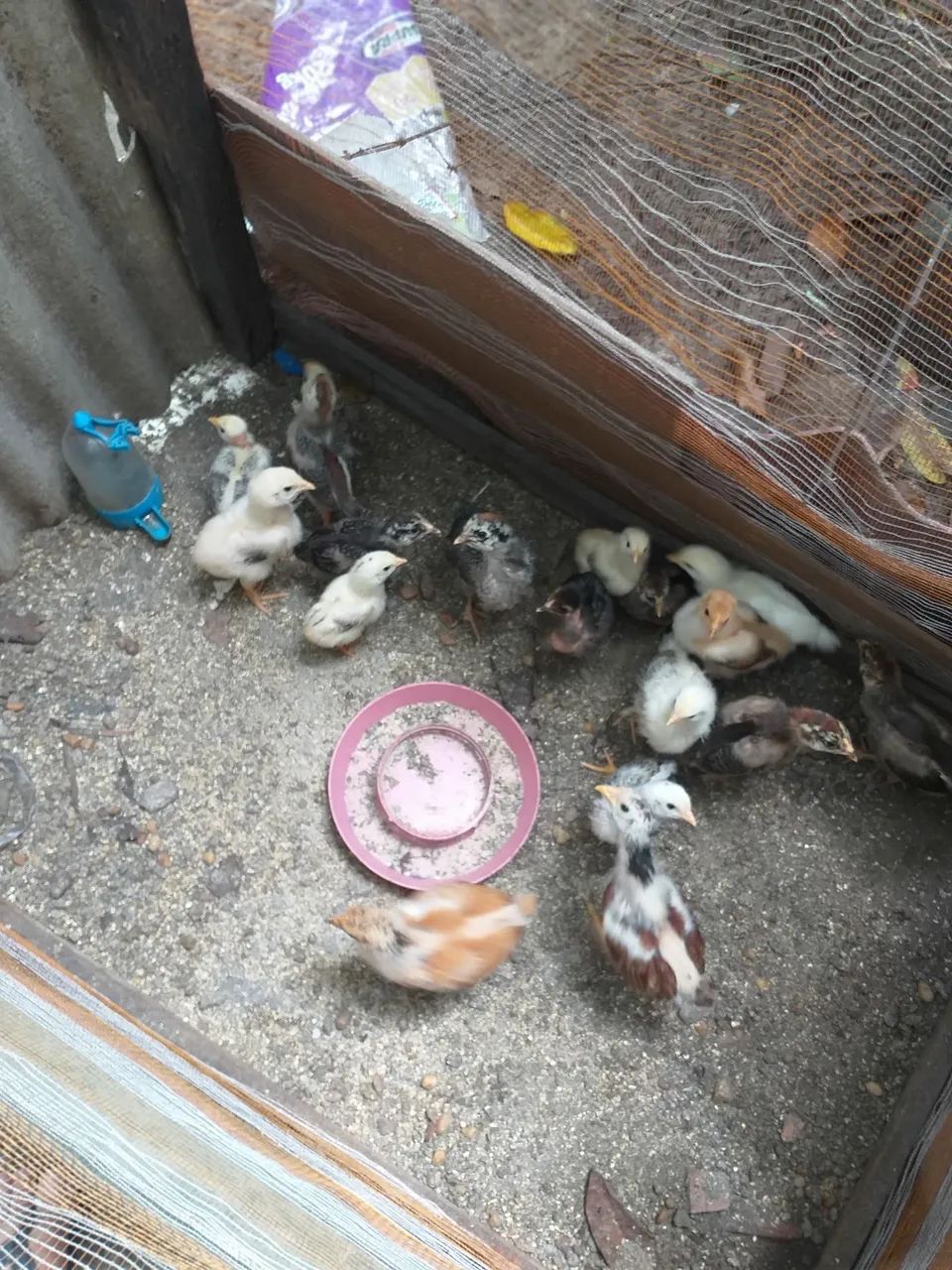 Pintos e galinhas - Foto 4