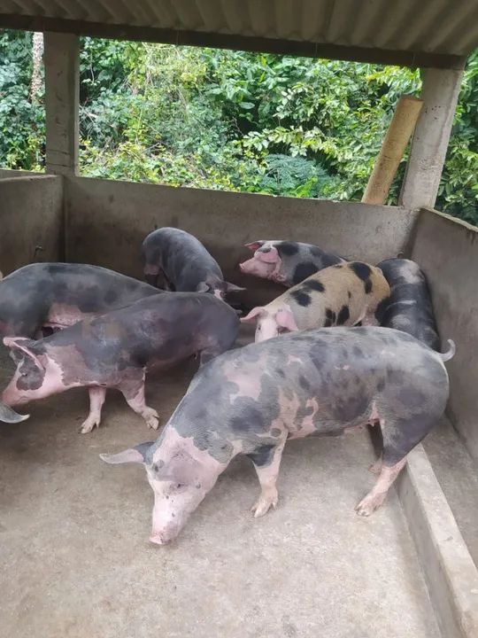 Vendo porcos pra matriz , reprodutor, e engorda  - Foto 2