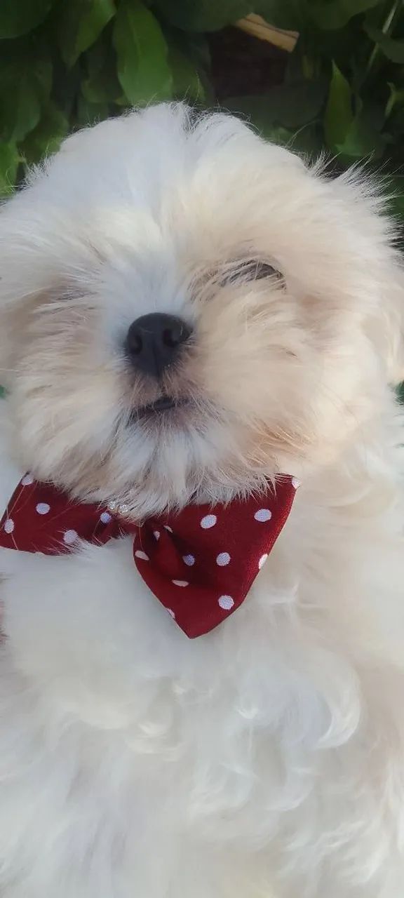 Cachorro Shih Tzu com laço - Foto 4