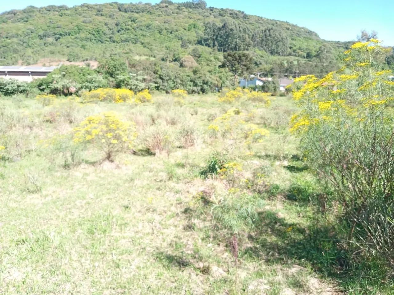 Sítio de 2 hectares em Gramado  - Foto 5