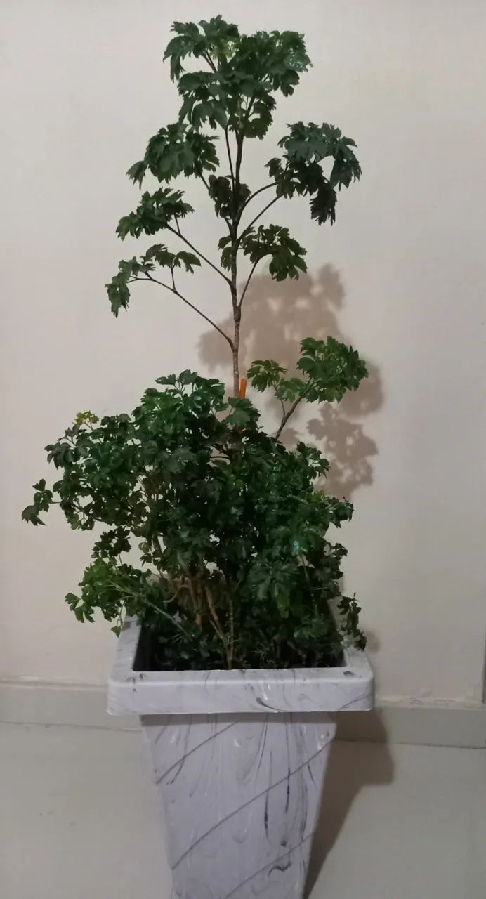 arvore da Felicidade