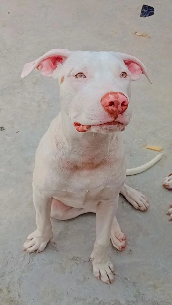 Filhote de Pitbull Albino 