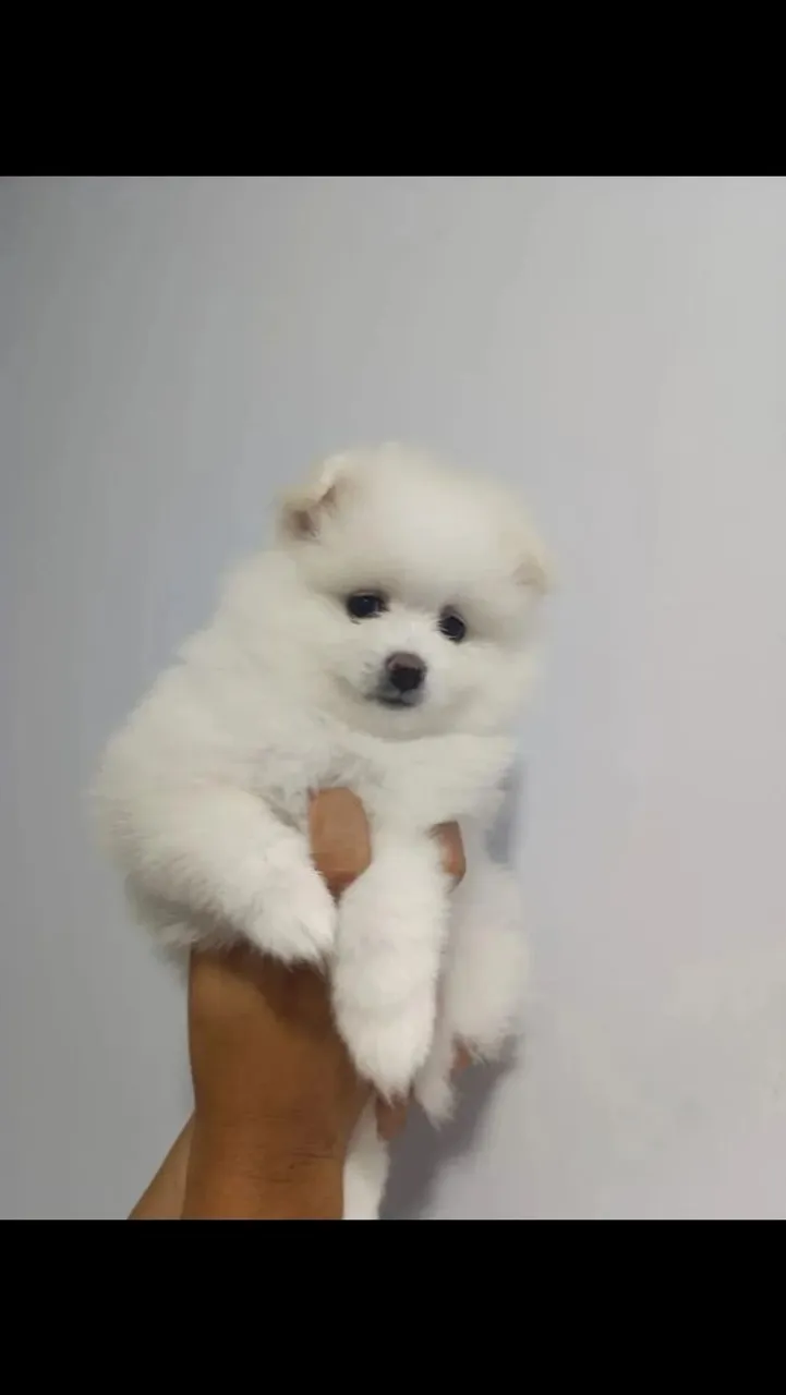 Filhotinho de Spitz Alemão Lulu da Pomerânia- Uma fofura!