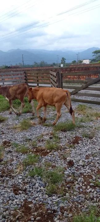 Bezerros para venda - Foto 5