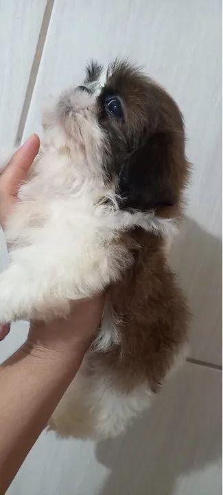 Shitzu femea e macho  - Foto 2