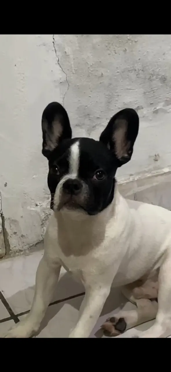 Filhote de Bulldog Francês