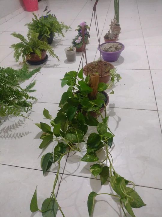 Estou doando essas plantas estou mudando para outro estado - Foto 5