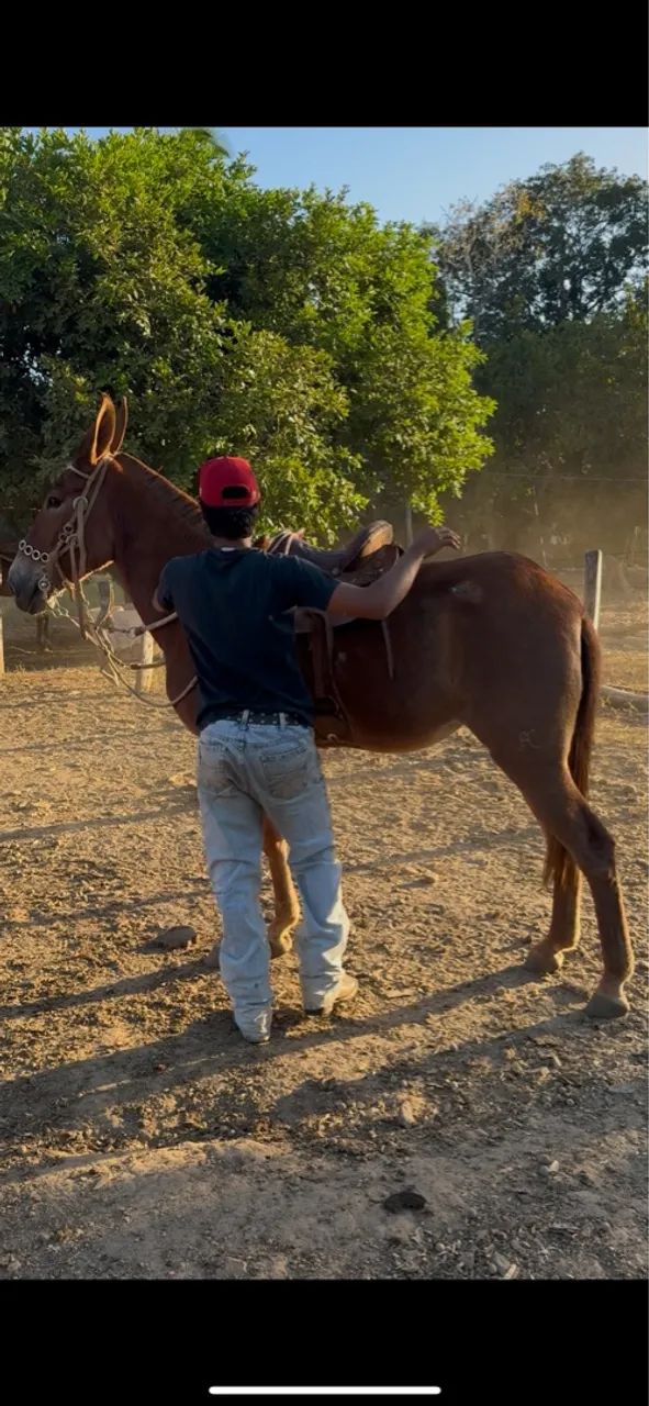 MULA REGISTRADA !  - Foto 4