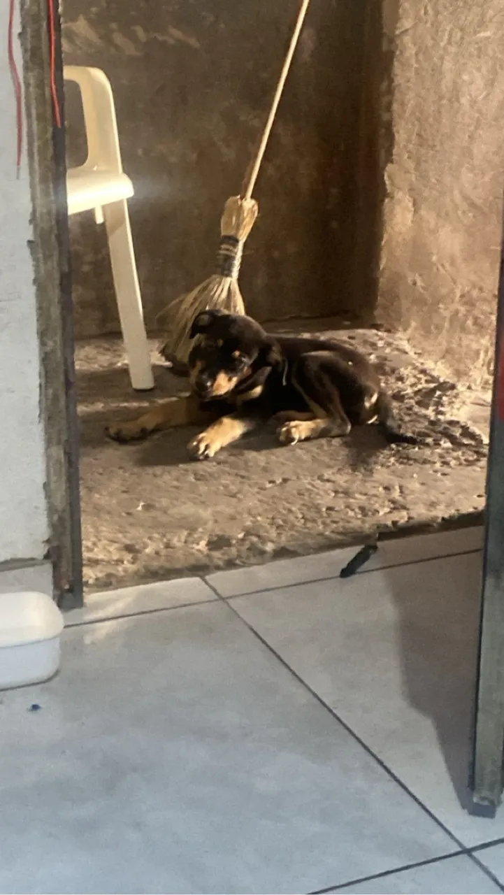 Filhote de Rottweiler para venda