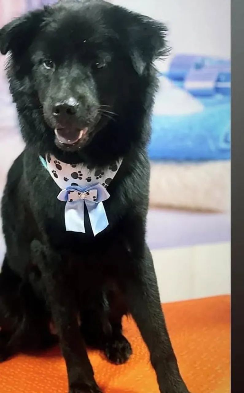 Cão mistura de raça srd com chaw chaw 