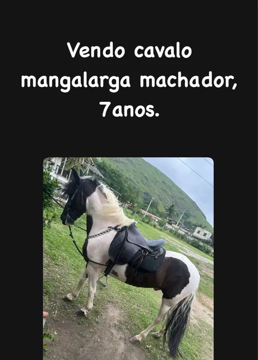 Cavalo Mangalarga Machador