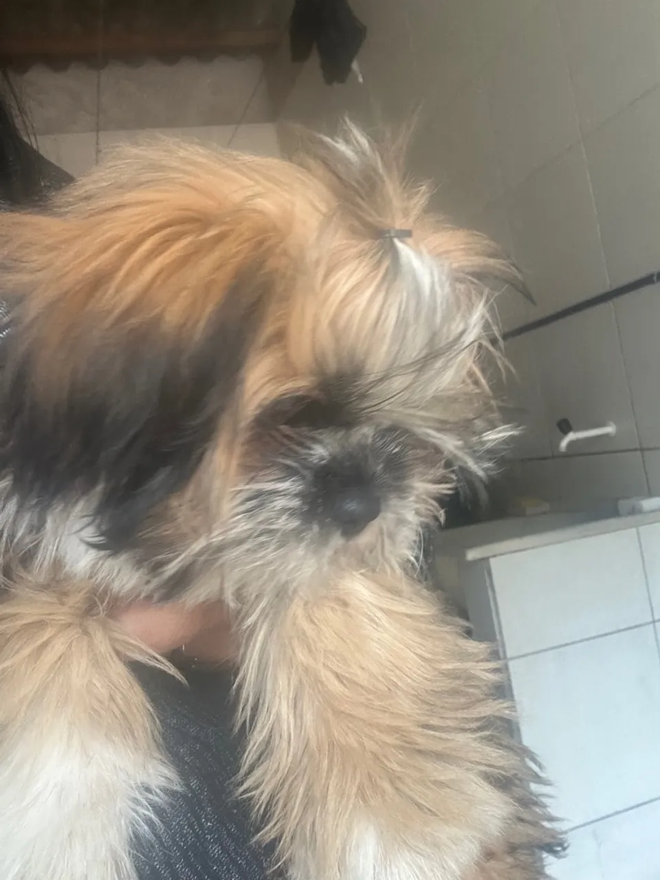 Shih Tzu Filhote fêmea