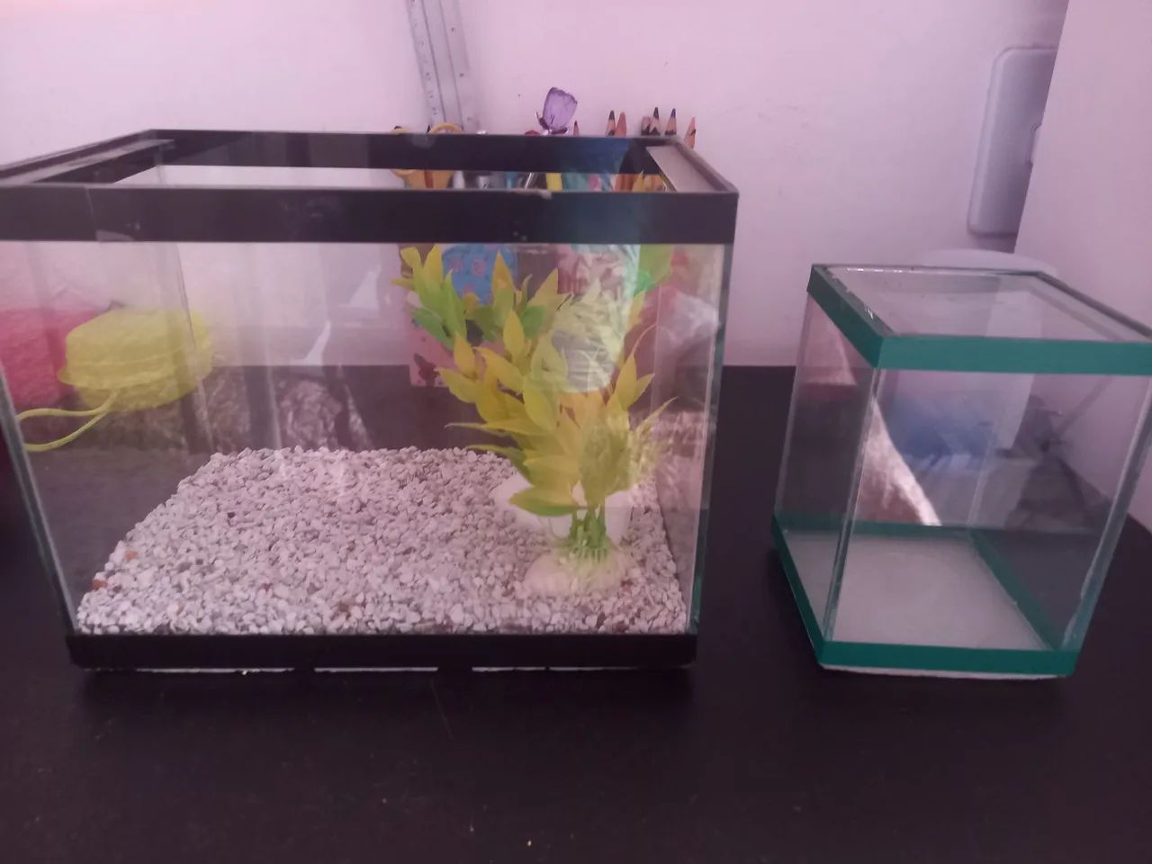 Dois Aquários para Peixes