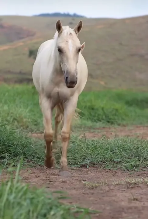 Potro palomino 2 anos e meio