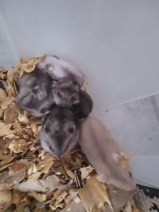 Hamster anão russo  - Foto 2