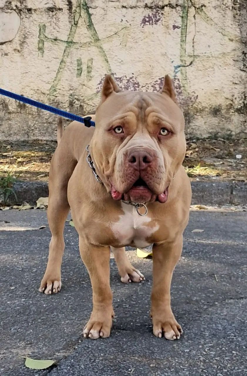 Goiânia Pitbull Loja Calça Jeans Pitbull Feminina CalÃ§a Com