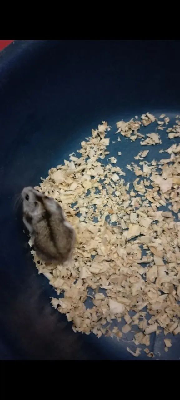 Hamster anão russo 