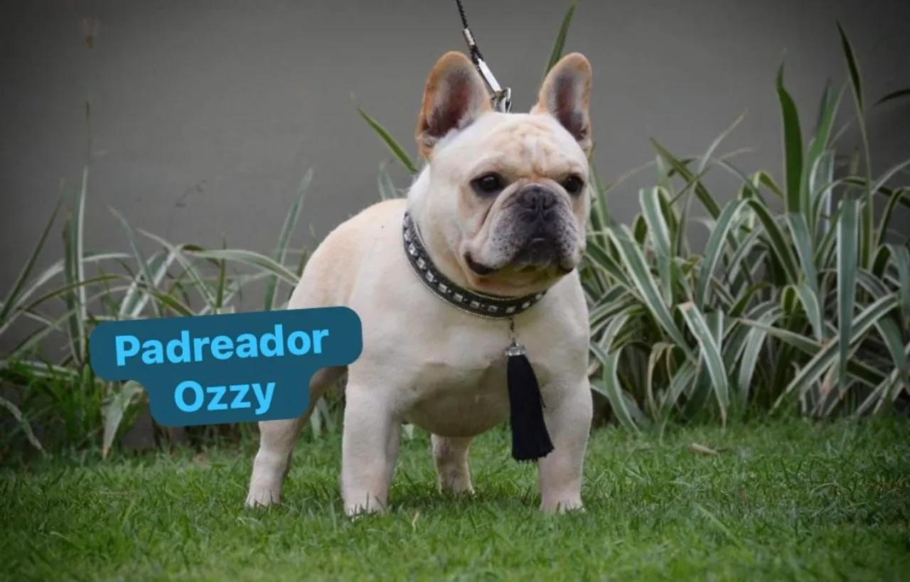 Padreador Bulldog Francês