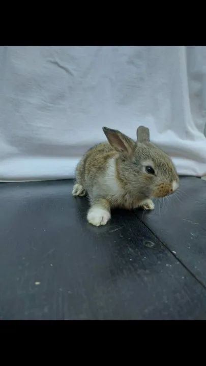 Filhotes de Coelho  - Foto 2