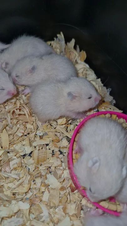 Filhotes de hamster sírio - Foto 2