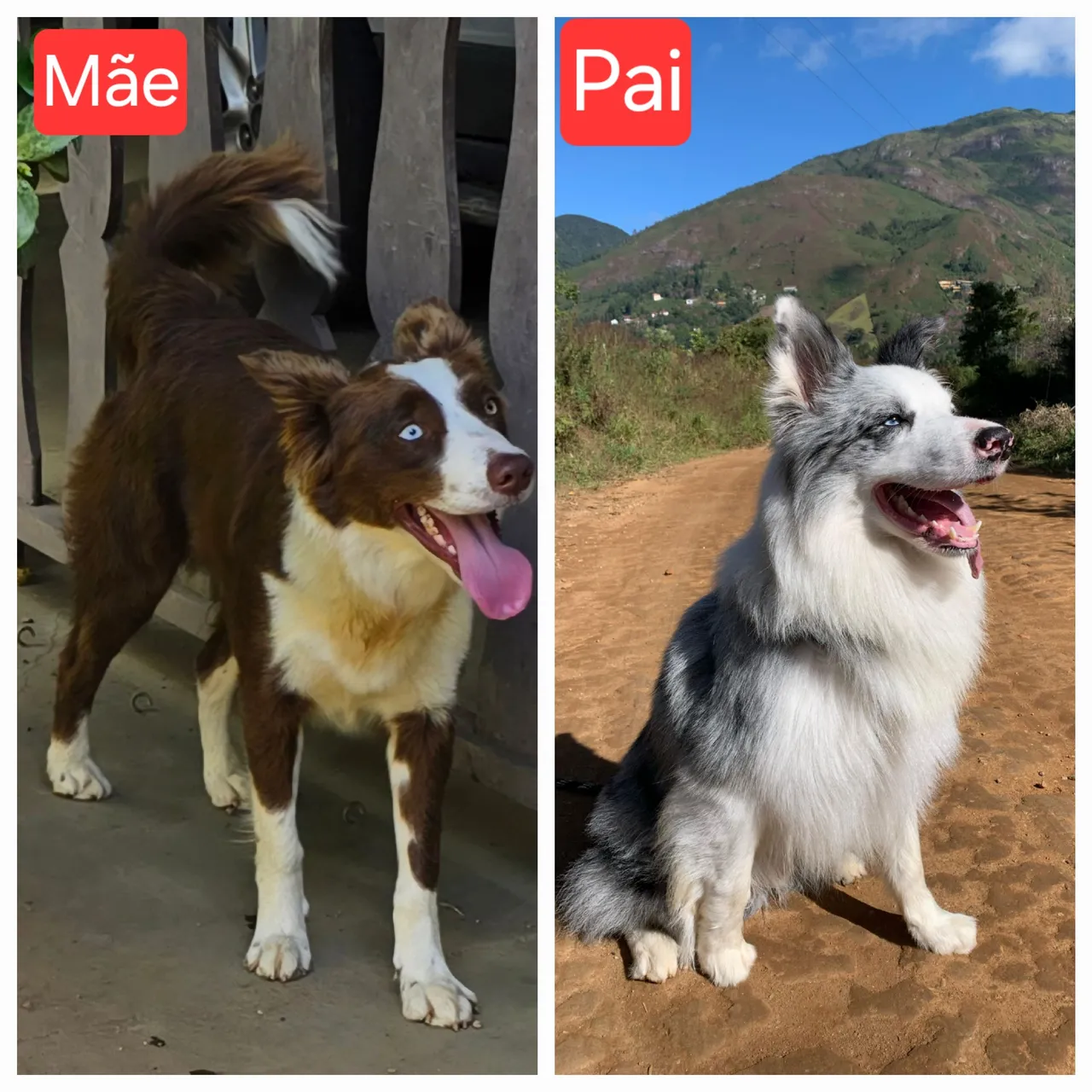 Filhote Border Collie com pedigree