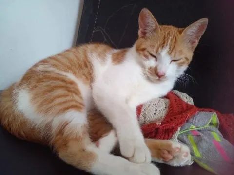 DOAÇÃO FILHOTE GATOS