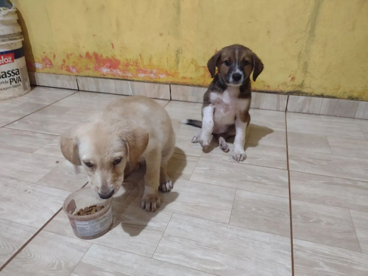 Doação de filhotes  - Foto 3