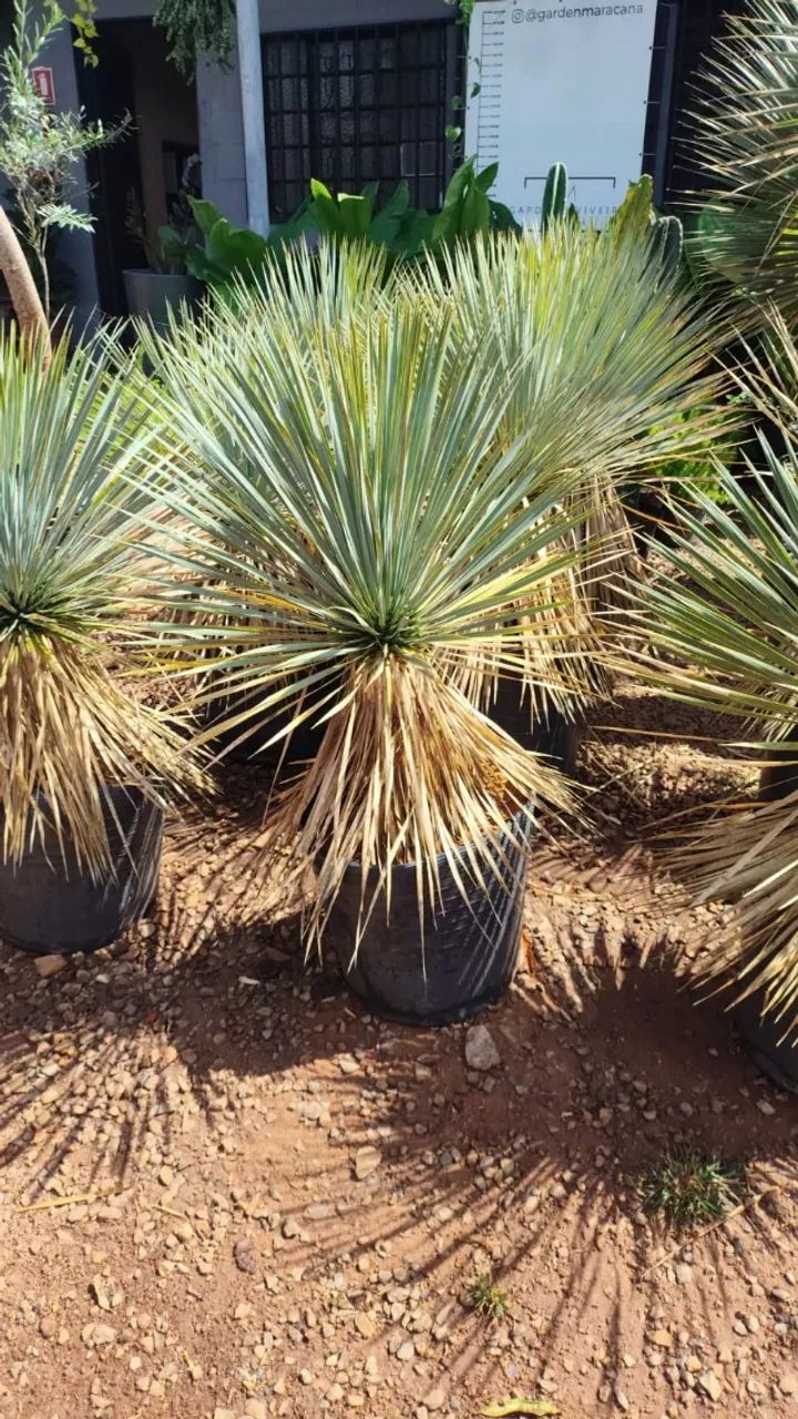 mudas de Yucca rostrata