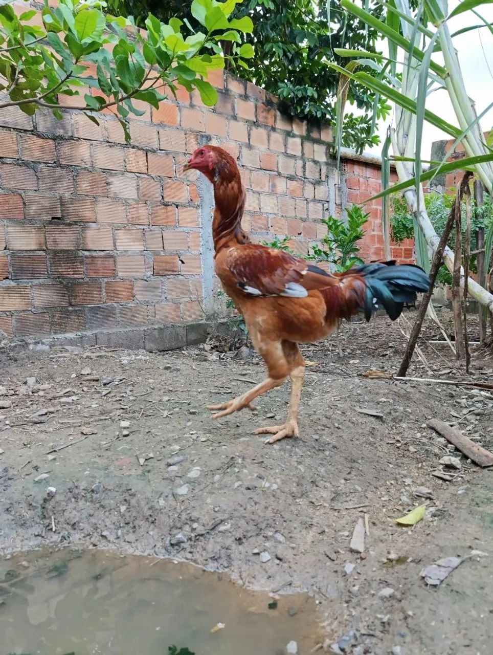 Frango Índio Gigante 