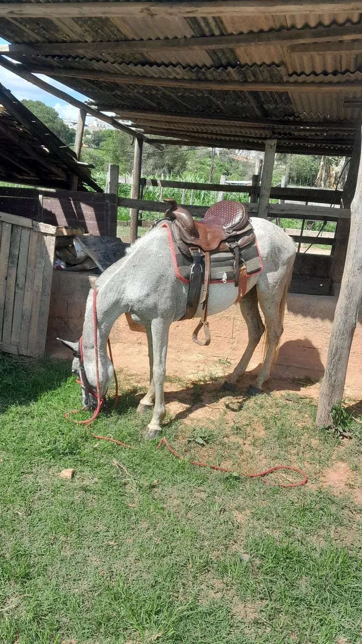 Vendo egua 4 anos - Foto 4