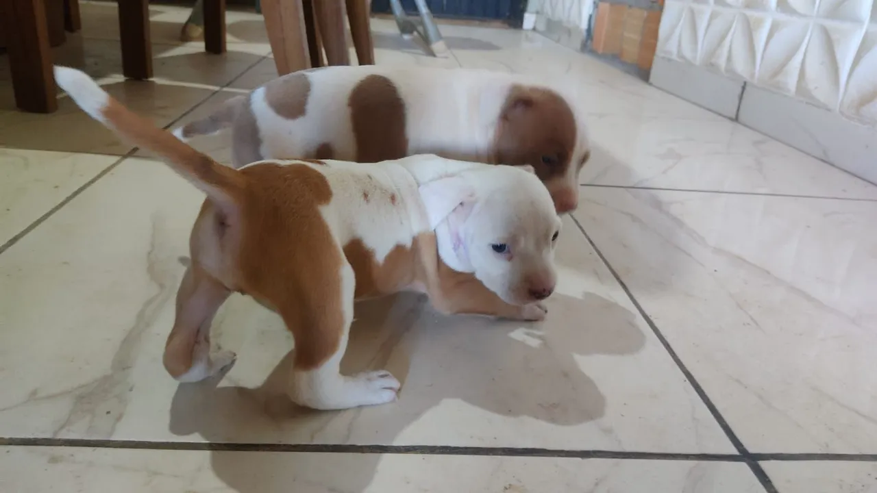 Filhotes de Pitbull
