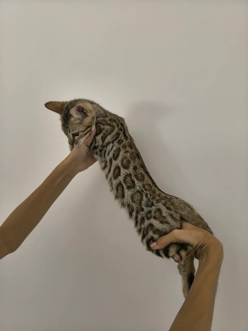 Gato de bengal  - Foto 2