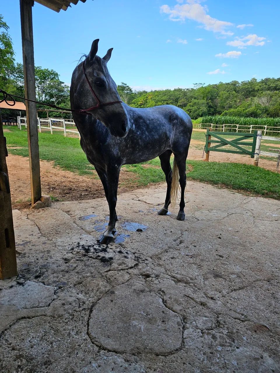 Cavalo Mangalarga Marchador - Mocambo Herói I - Dócil, macio e pronto para sela! - Foto 2