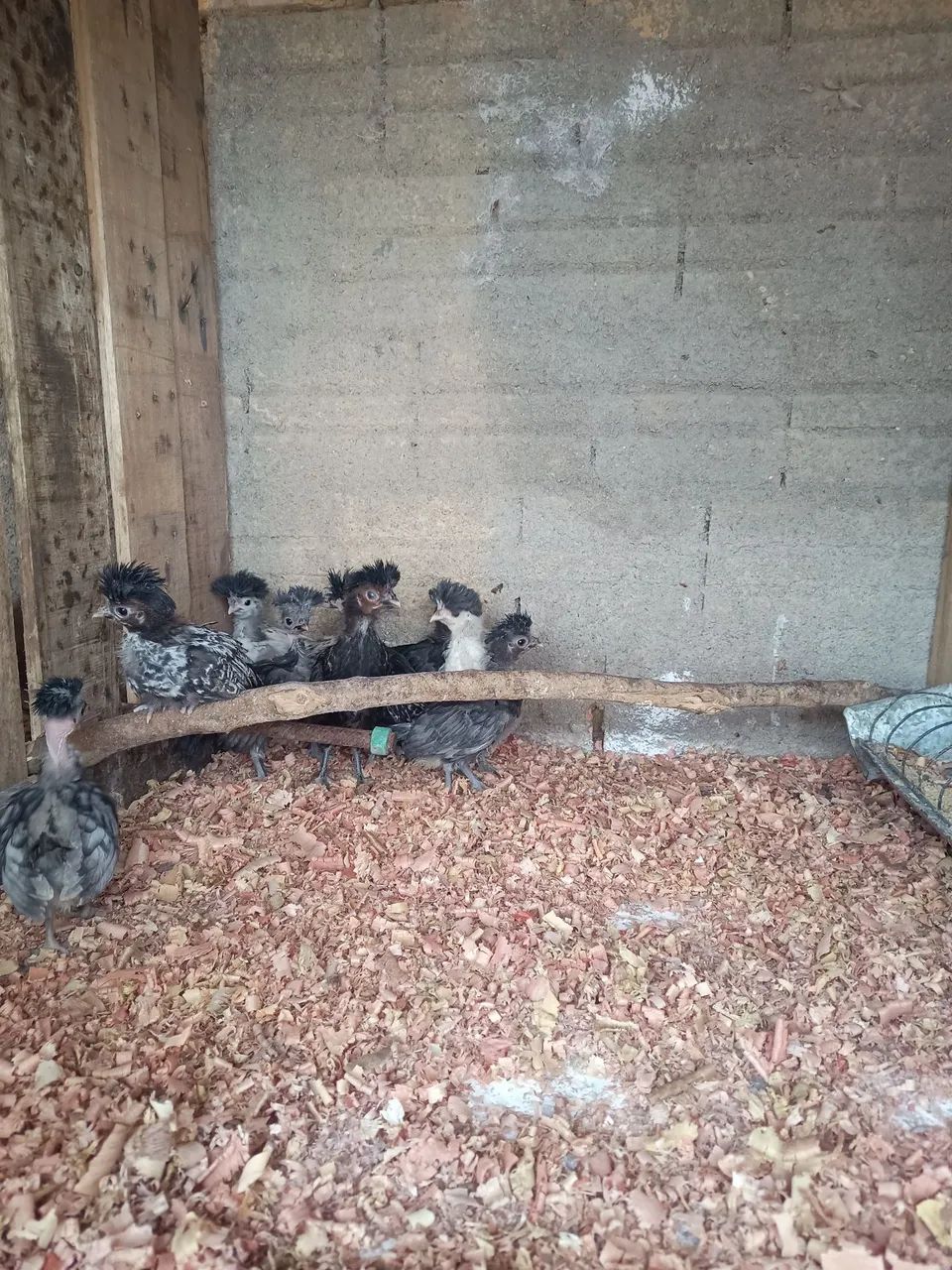 Pintinhos polonês  - Foto 4