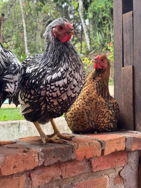 Wyandotte Prata, Azul, Splash e Dourada - Galinha - Poedeira - Ornamental - Ovos Galados - Foto 3