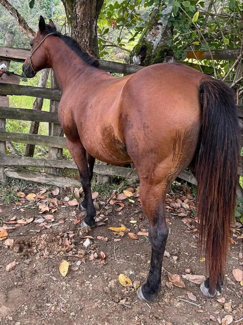 Animal QM / Meio sangue 