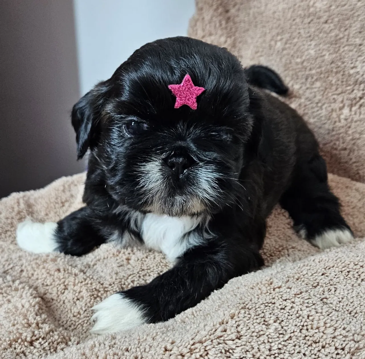 Filhote Shih Tzu fofo e charmoso