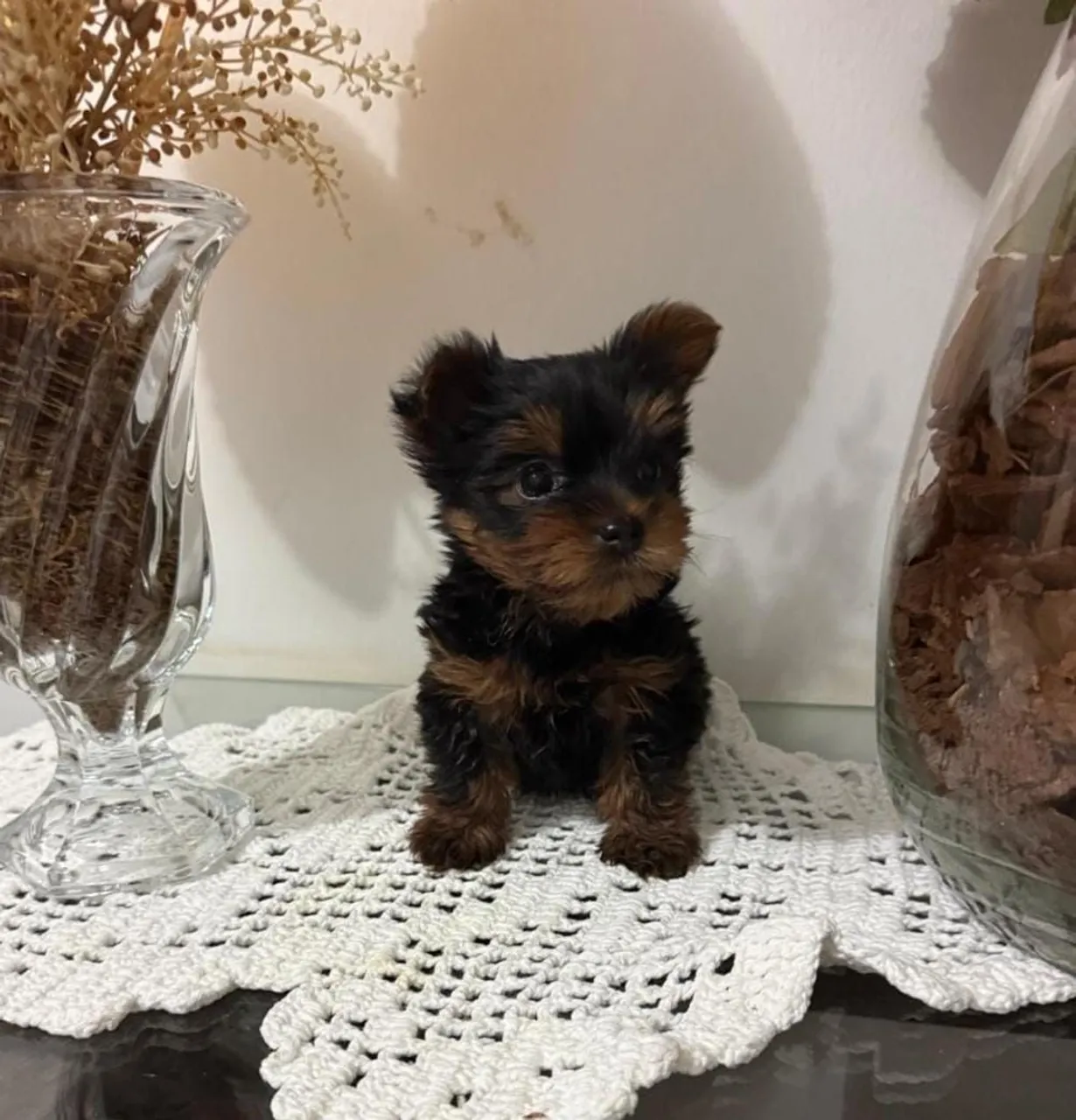 Filhote de Yorkshire Terrier - Macho com pedigree CBKC
