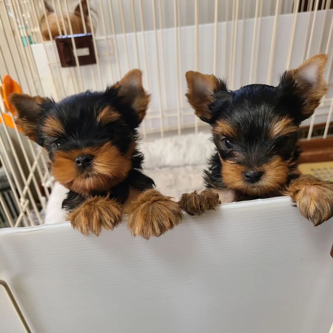 Yorkshire Terrier micro lindos filhotes para alegrar seu lar  - Foto 3
