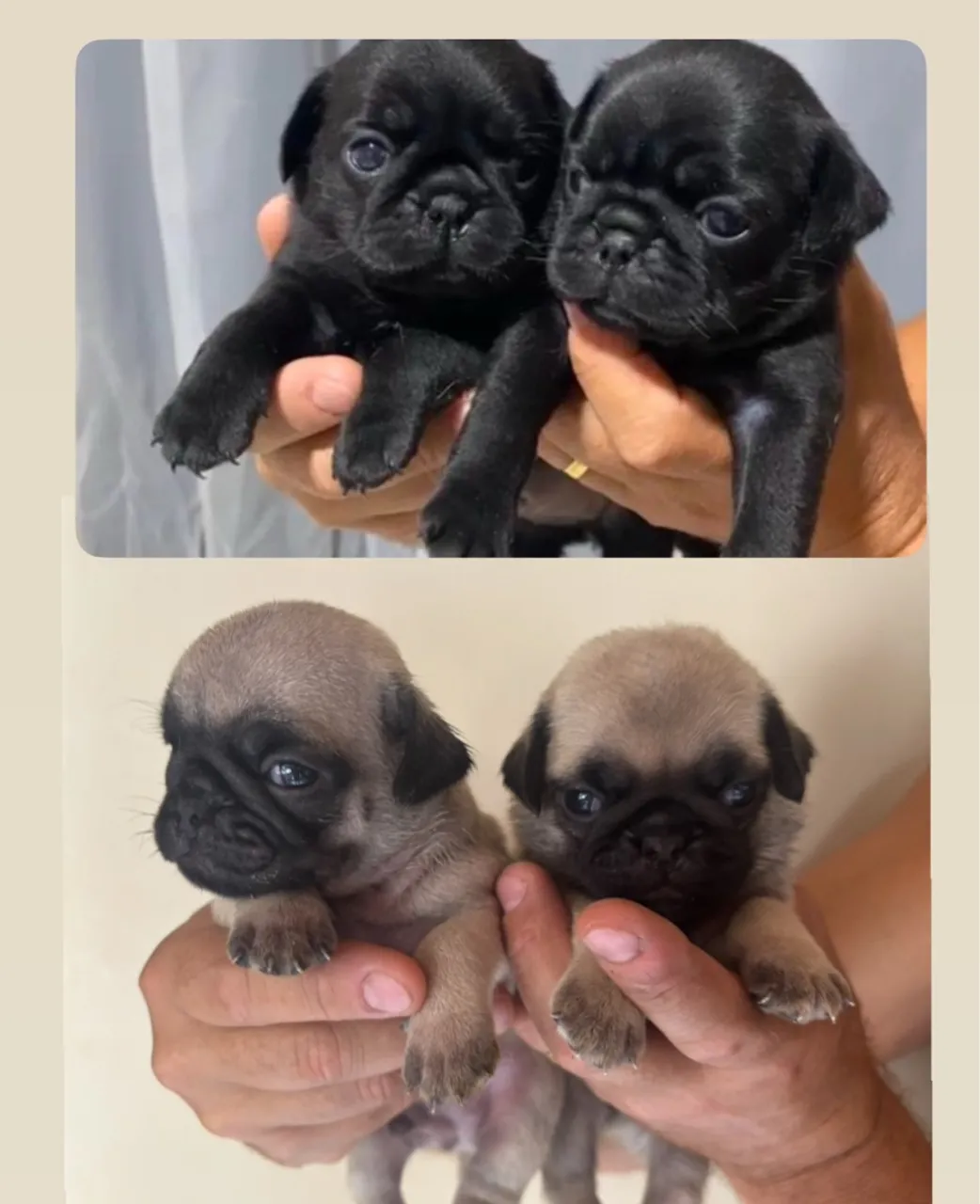 Pug Filhotes