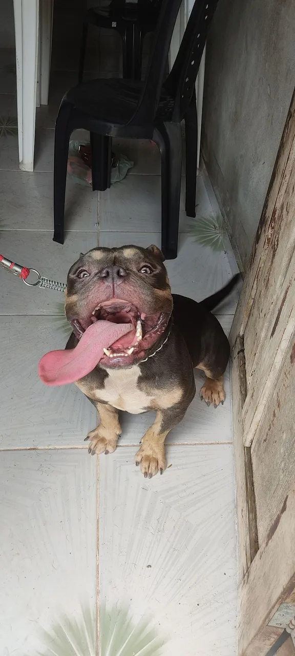 American Bully - Macho